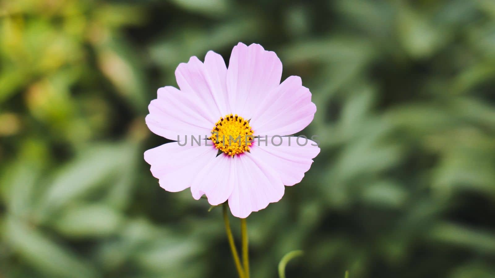 A pink Cosmea flower against a background of greenery in a park