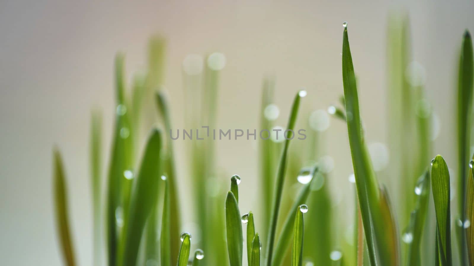 Young sprouts of grass with dew. Close-up view
