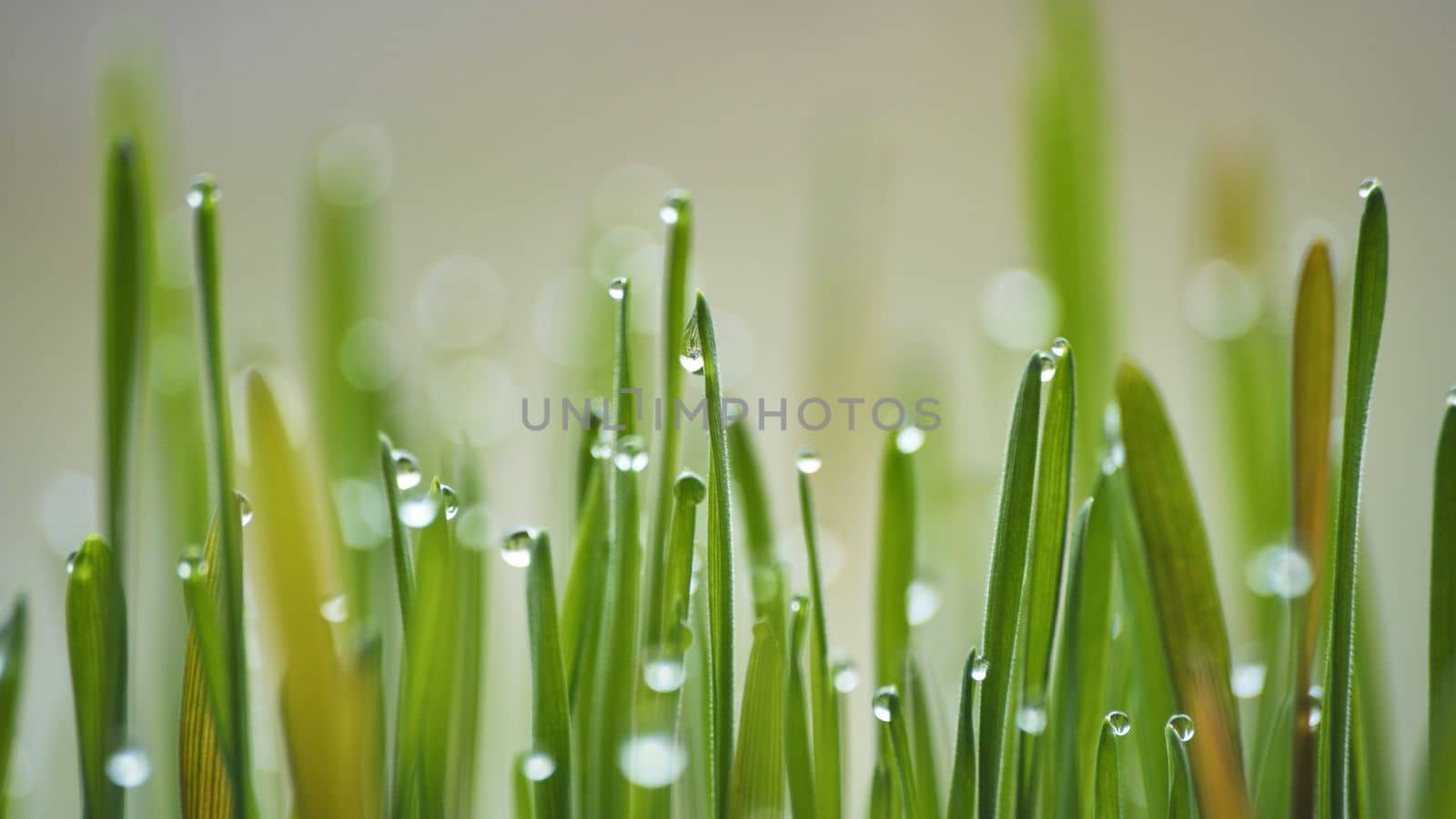 Young sprouts of grass with dew. Close-up view