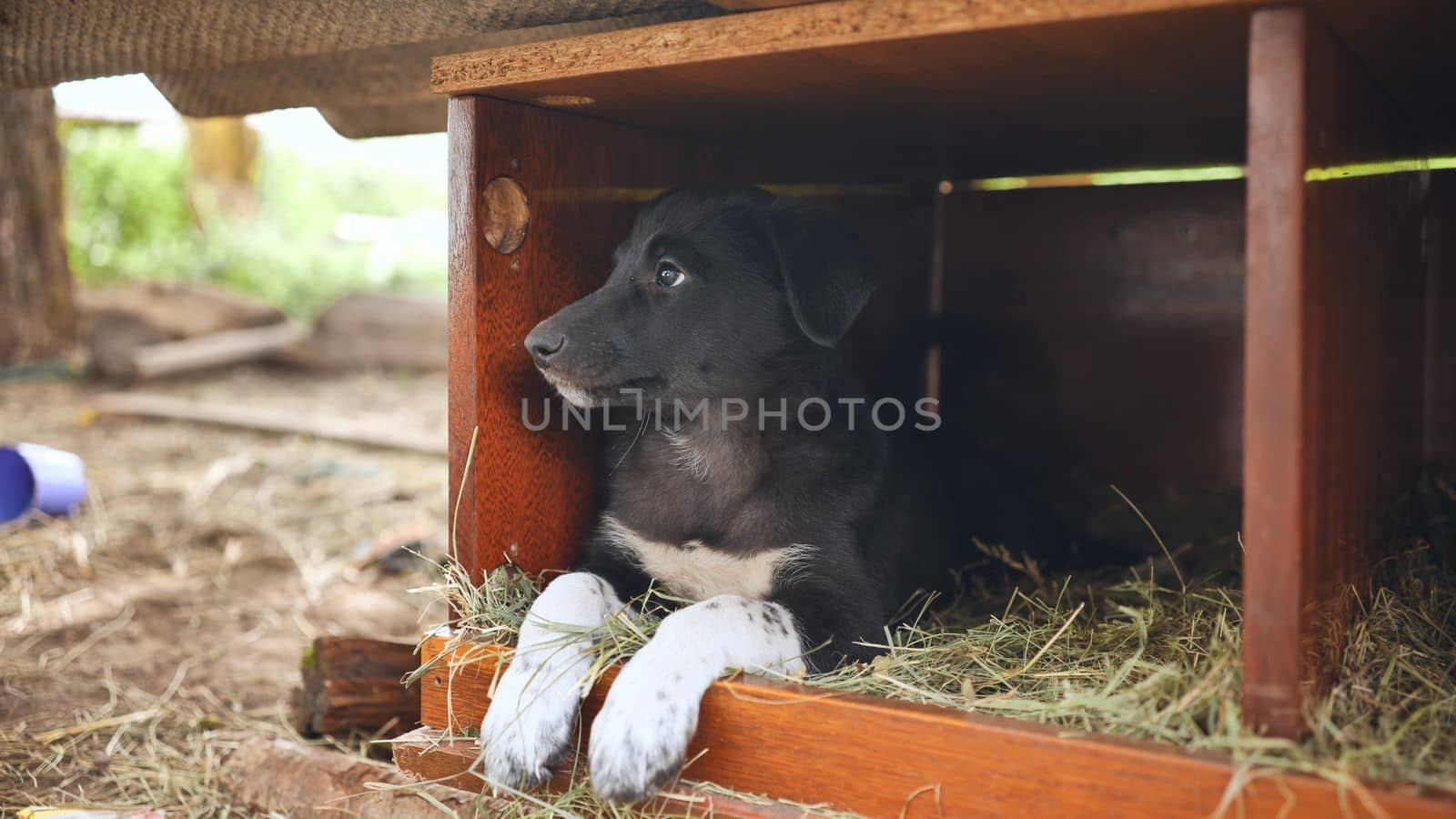 Funny black puppy in a kennel in the village