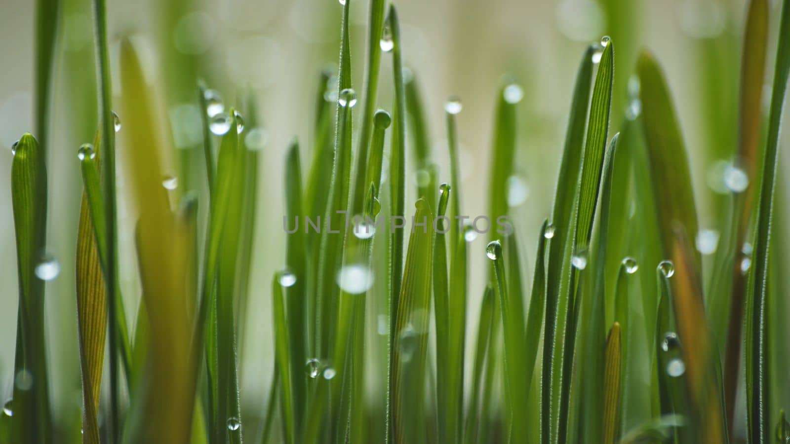 Young sprouts of grass with dew. Close-up view