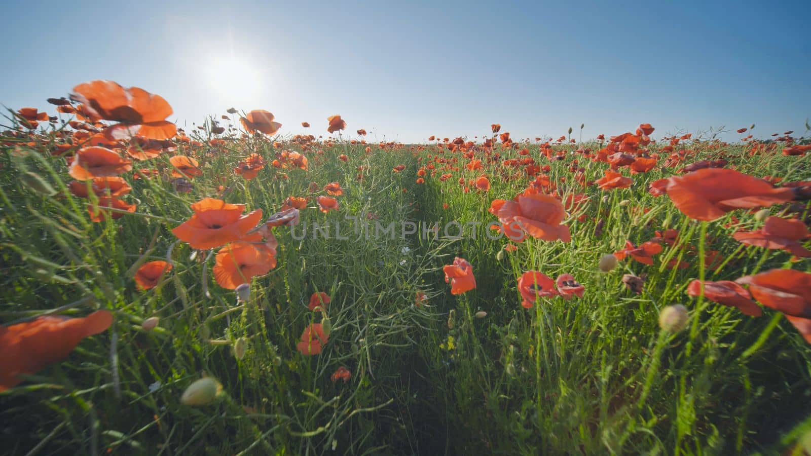 A large field of red poppy flowers at sunset. Smooth movement