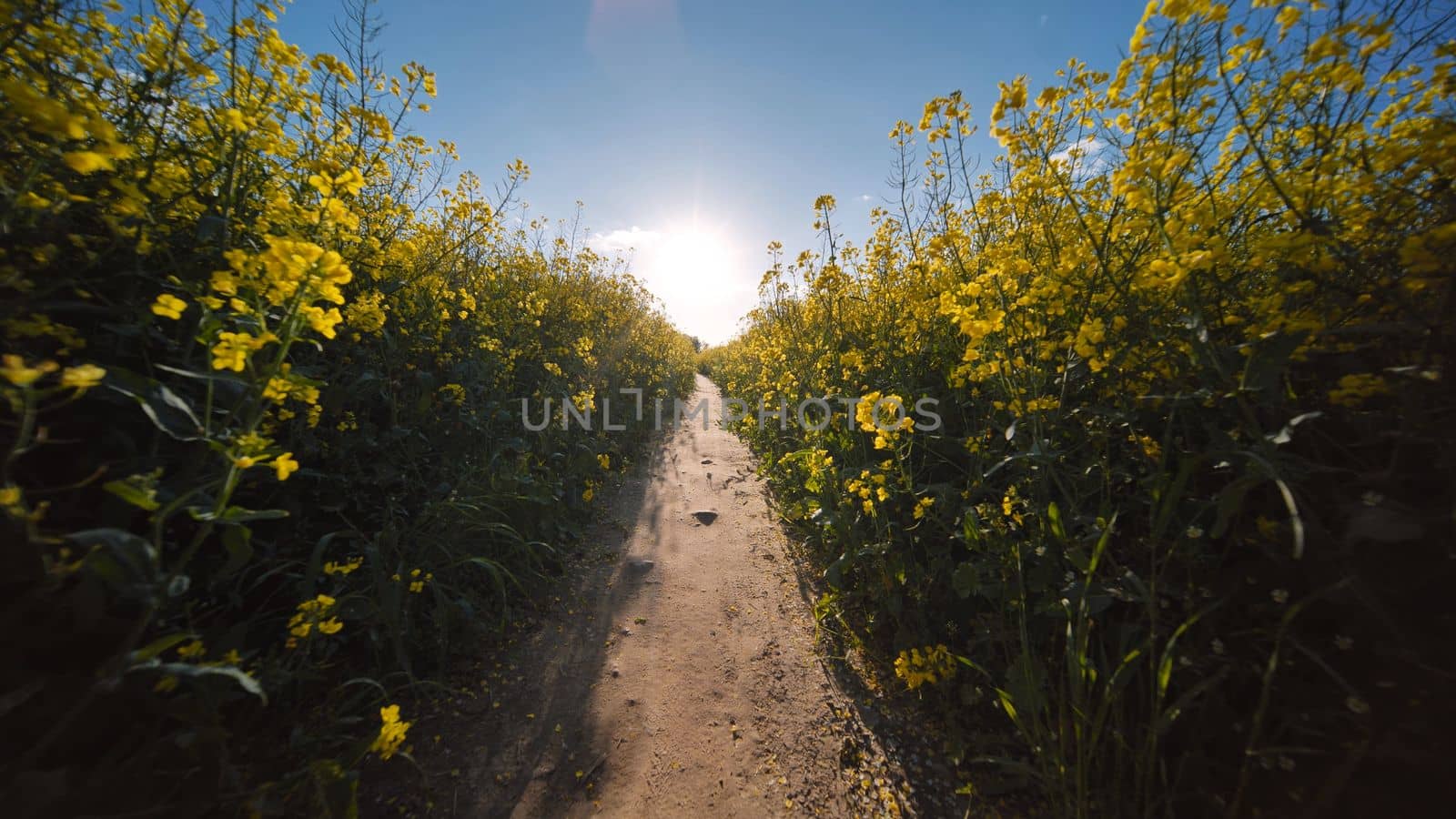 A path in a field of rapeseed on a spring day