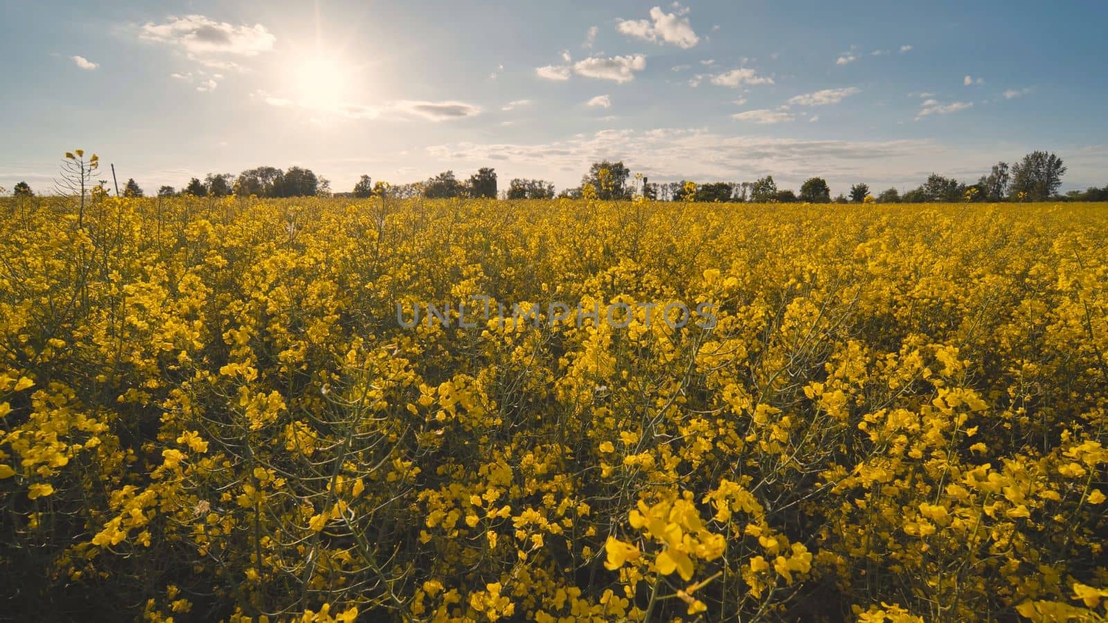 Rapeseed flowers at sunset. Video using a slider