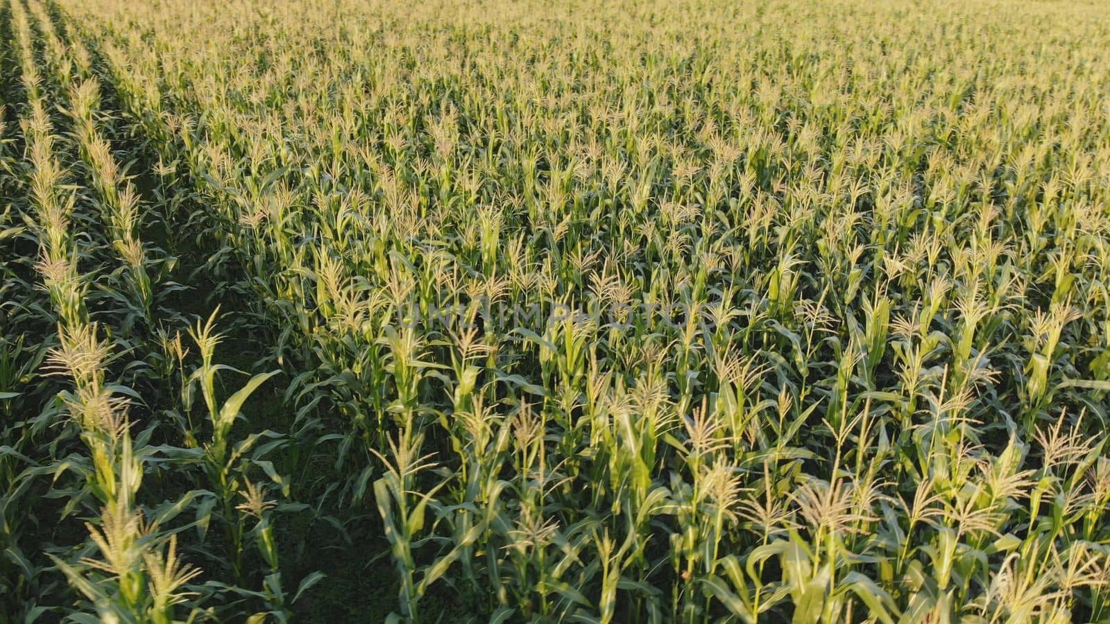 Corn young field. Seedlings planted in a row