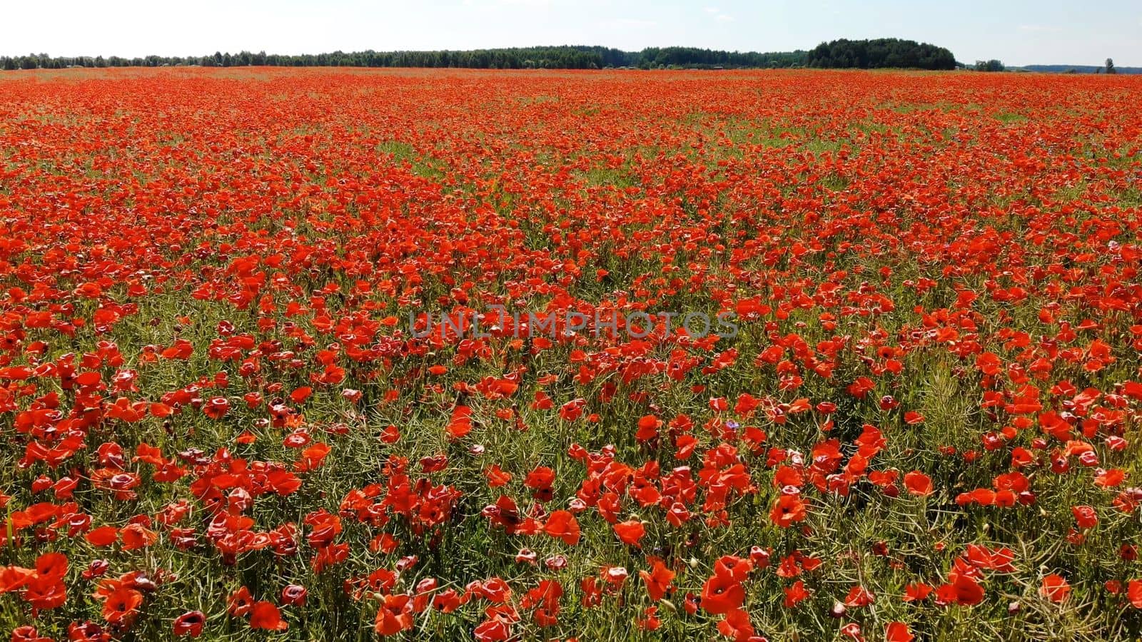 A red field of poppy flowers. Aerial view