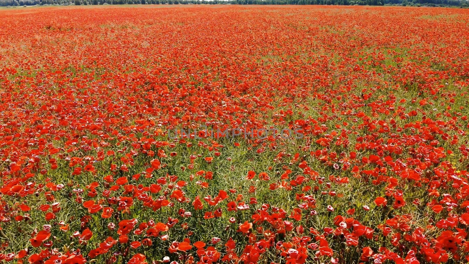 A red field of poppy flowers. Aerial view