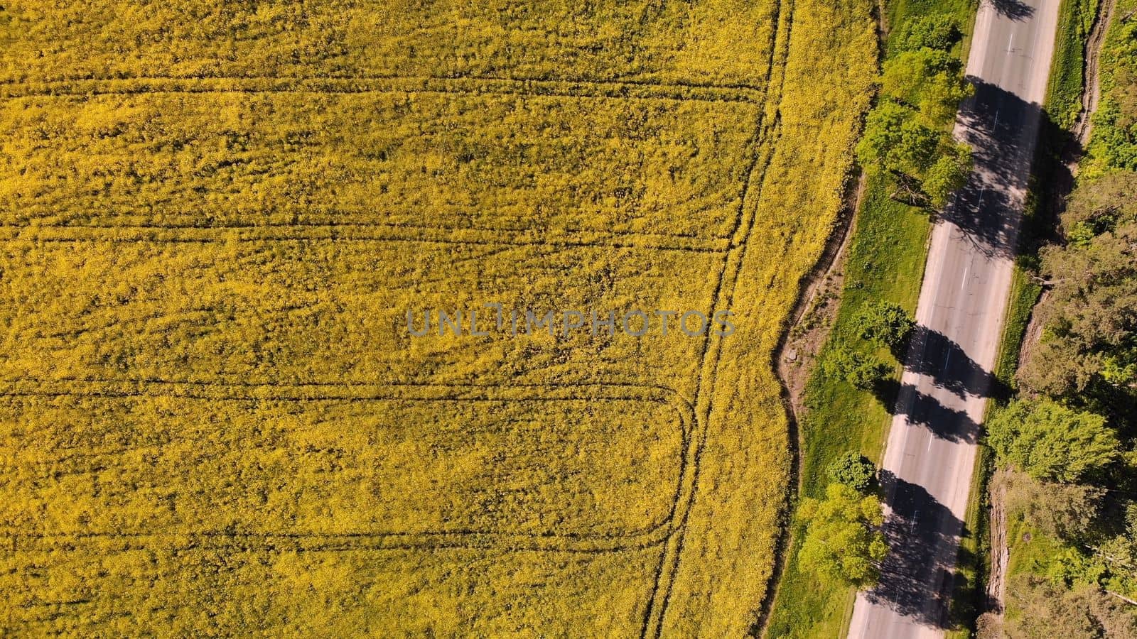 A field of rapeseed next to the road and woods