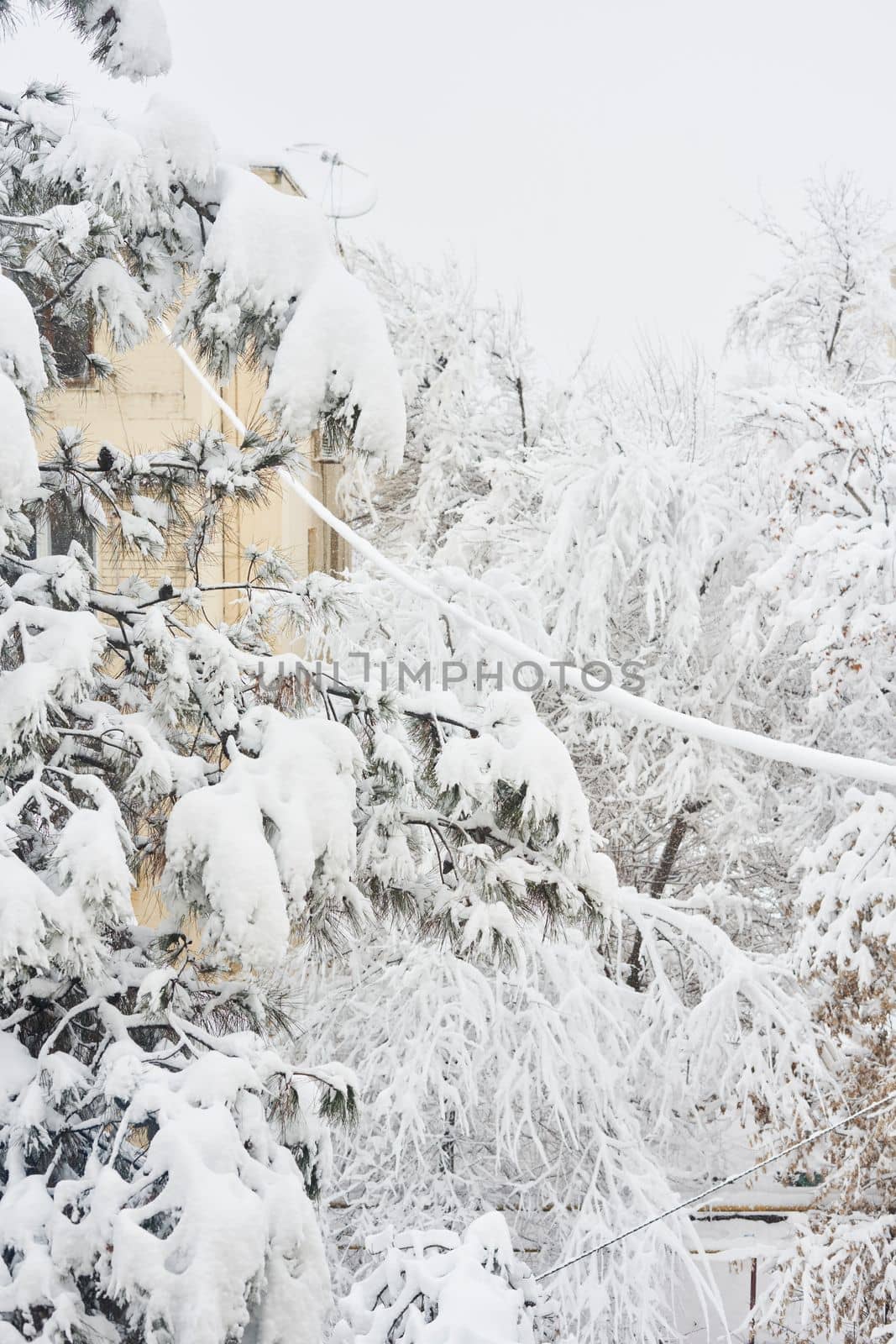 snow covered trees in front of an apartment building with a clock on it's side and the sky above