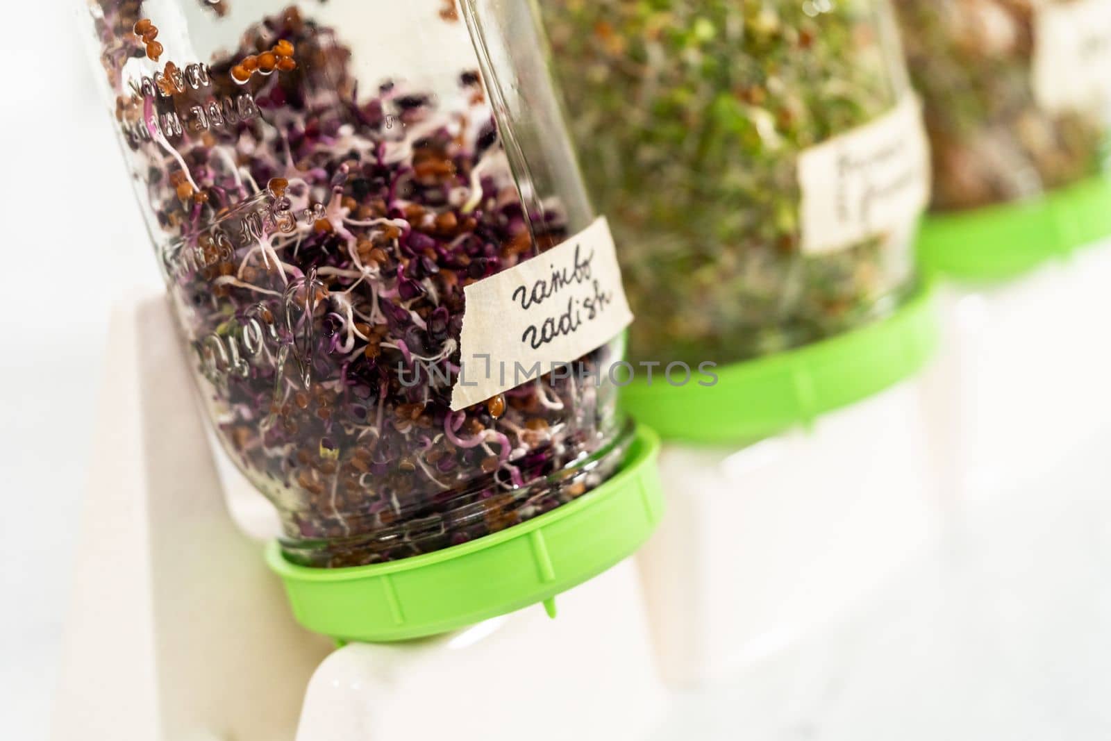 Denver, Colorado, USA-May 31, 2021 - Day 6. Growing organic sprouts in a mason jar with sprouting lid on the kitchen counter.
