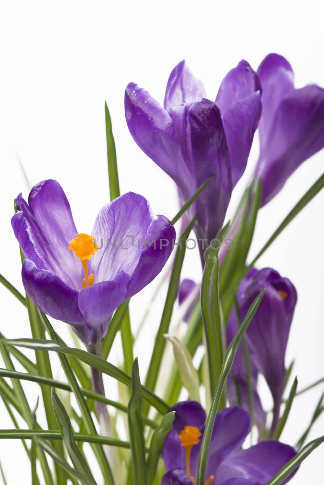 Crocuses. Crocus flower in the spring isolated on white by aprilphoto