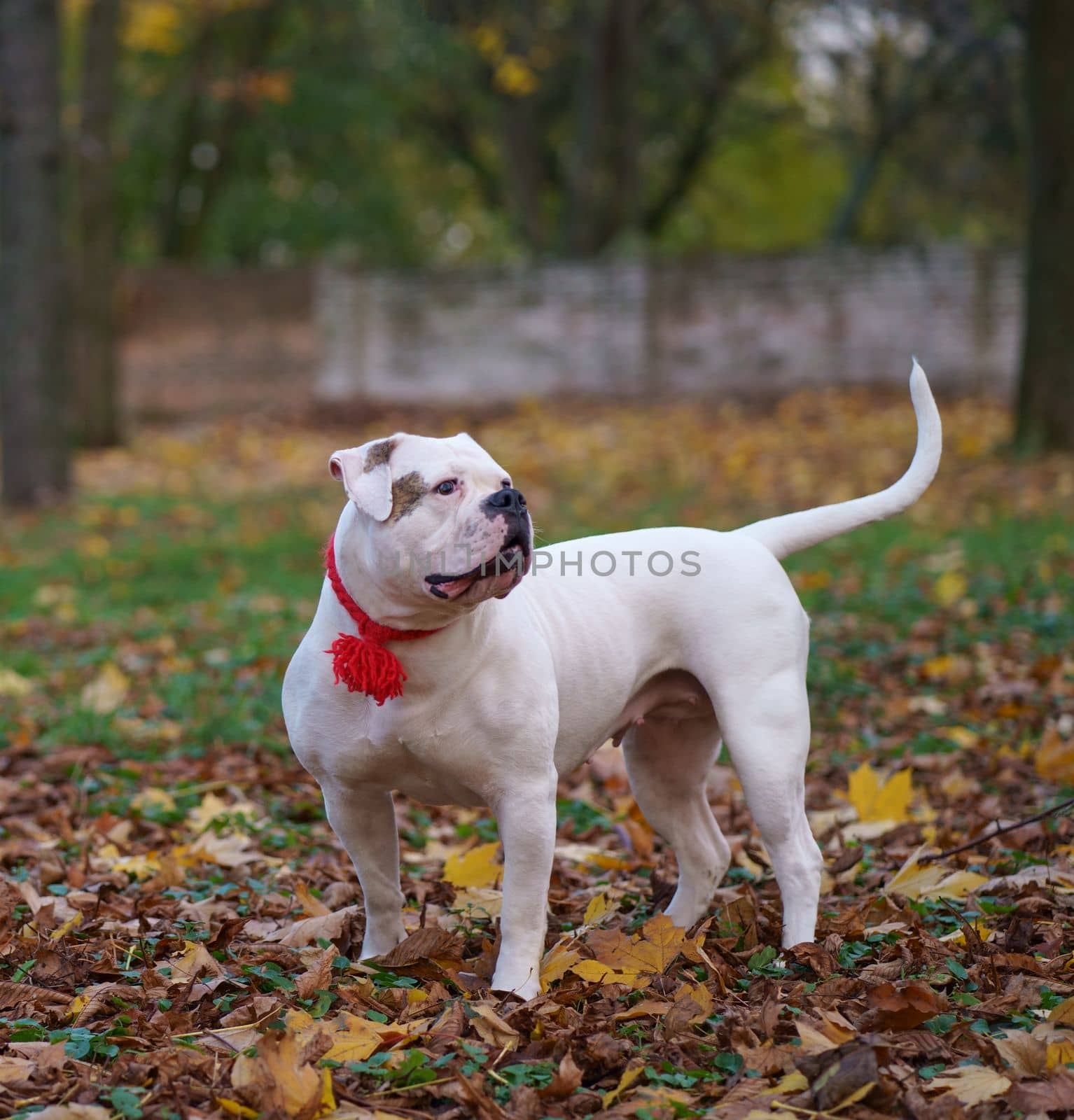 dog in autumn park. Funny happy cute dog breed american bulldog runs smiling in the fallen leaves. Orange golden autumn concept. by aprilphoto