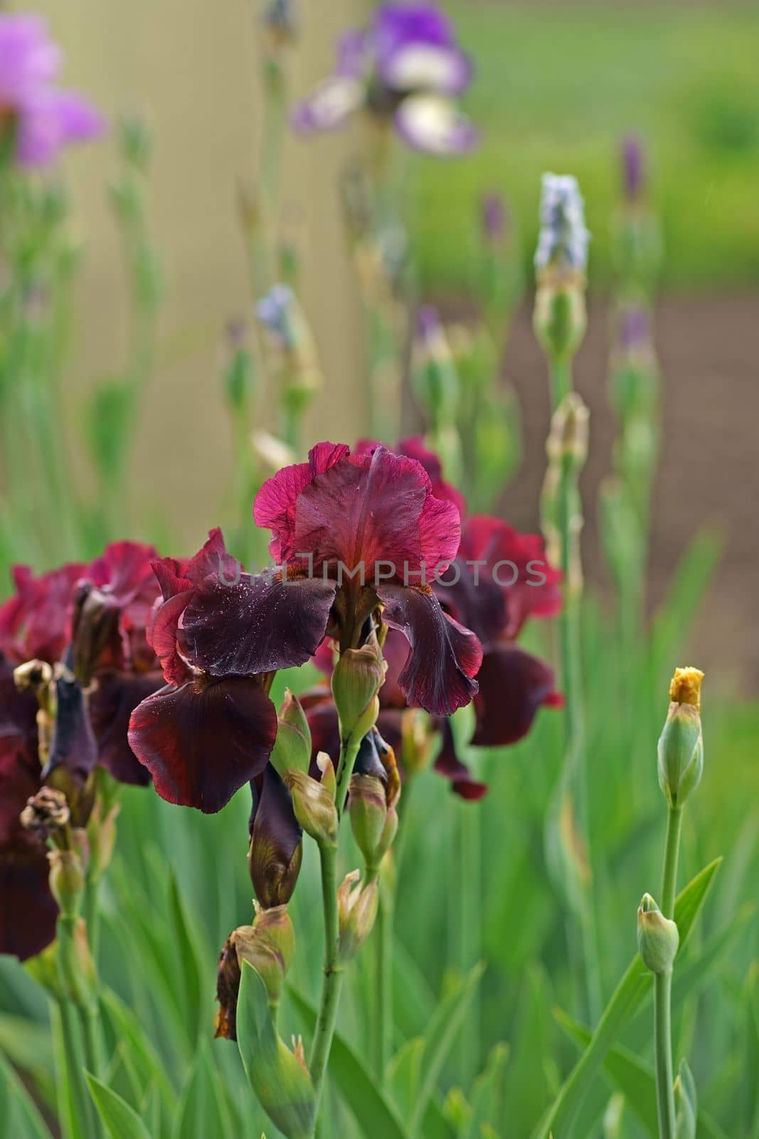 Beautiful pink iris flowers grow in the garden. Close-up of a flower iris on blurred green natural background. Full Bloom trend. Shallow depth of field. by aprilphoto