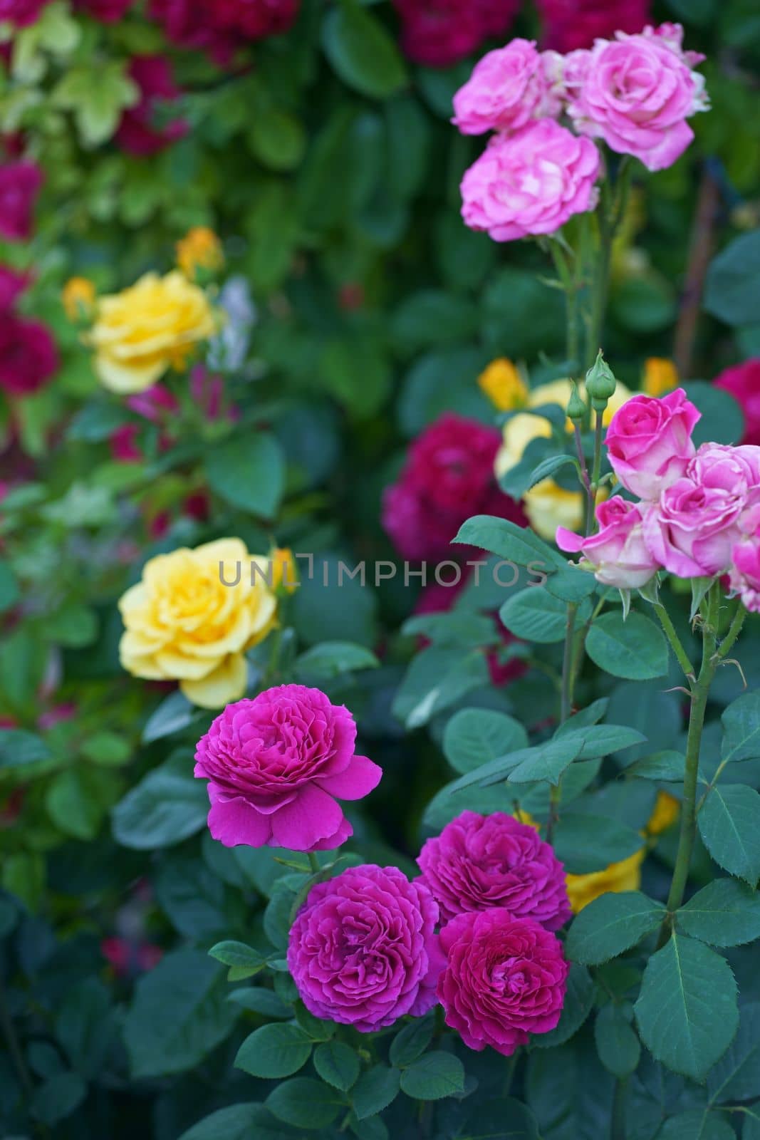 Beautiful pink climbing roses in summer garden with white background. Soft focus. by aprilphoto