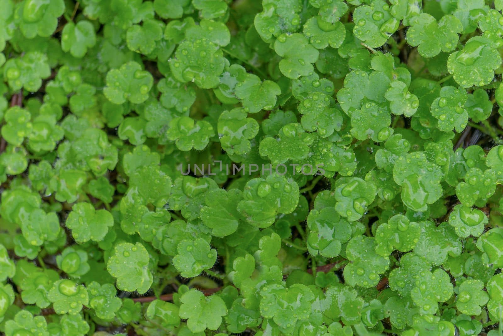 close-up of green trees Sibthorpia europaea L.