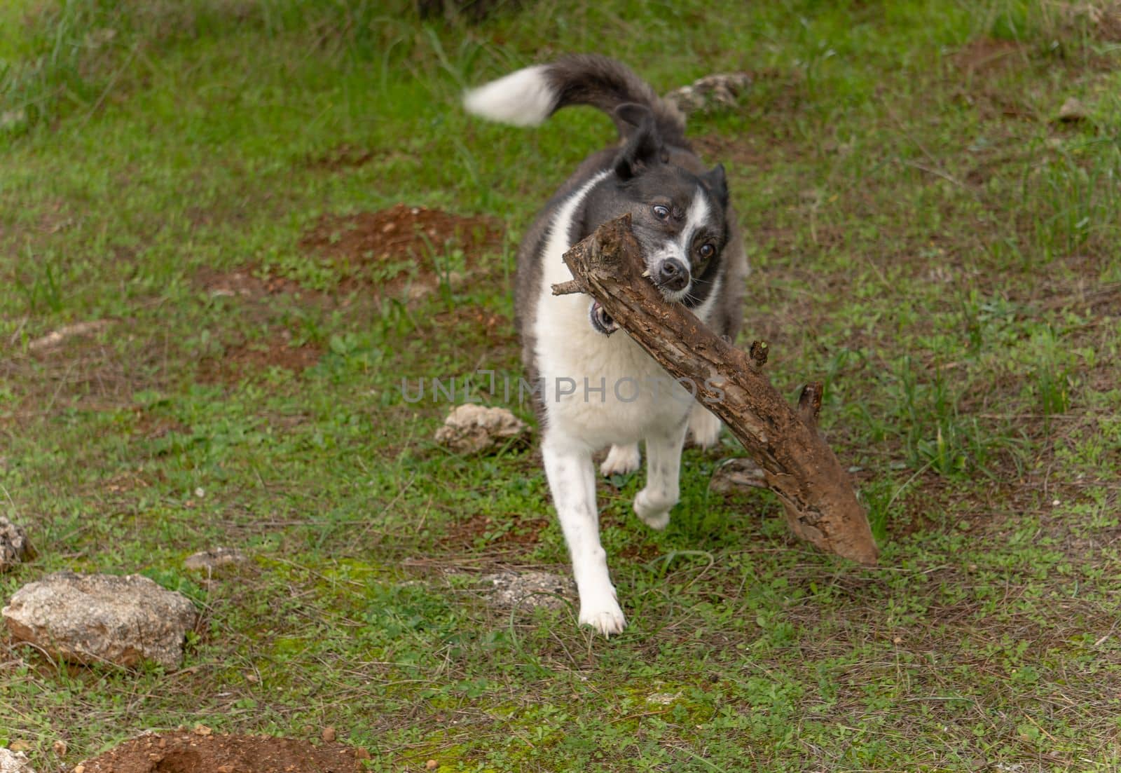 border collie playing with a wooden log in its mouth in a green meadow