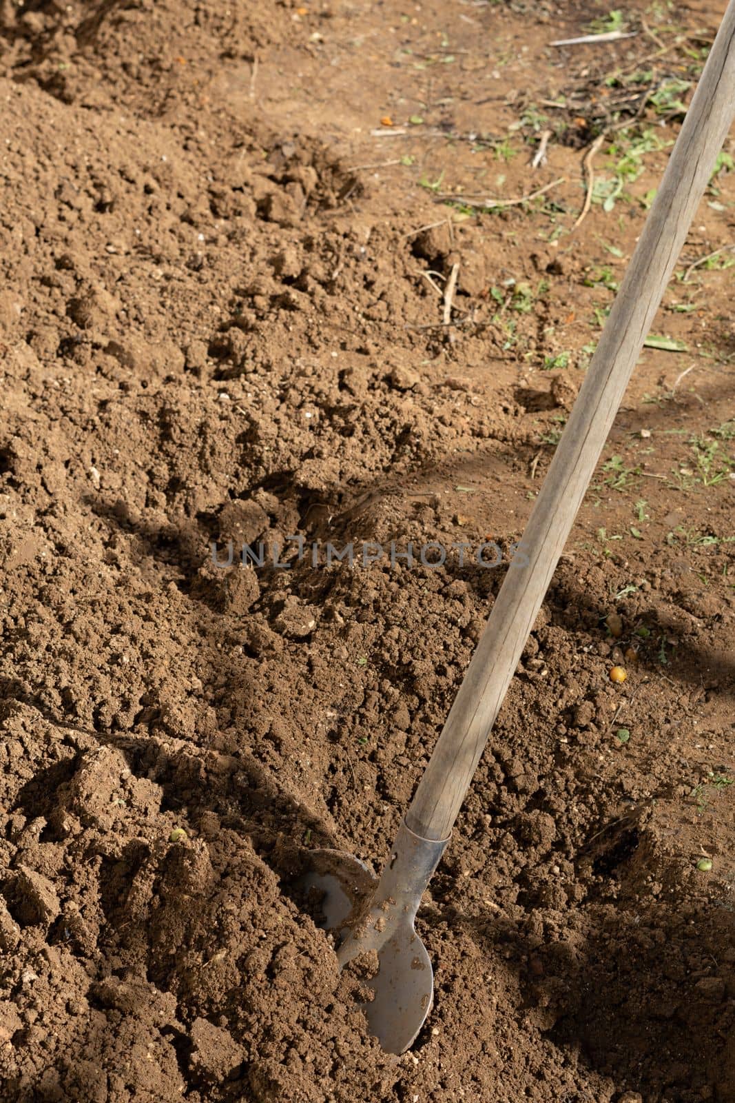 close-up of a shovel digging the soil of a vegetable garden