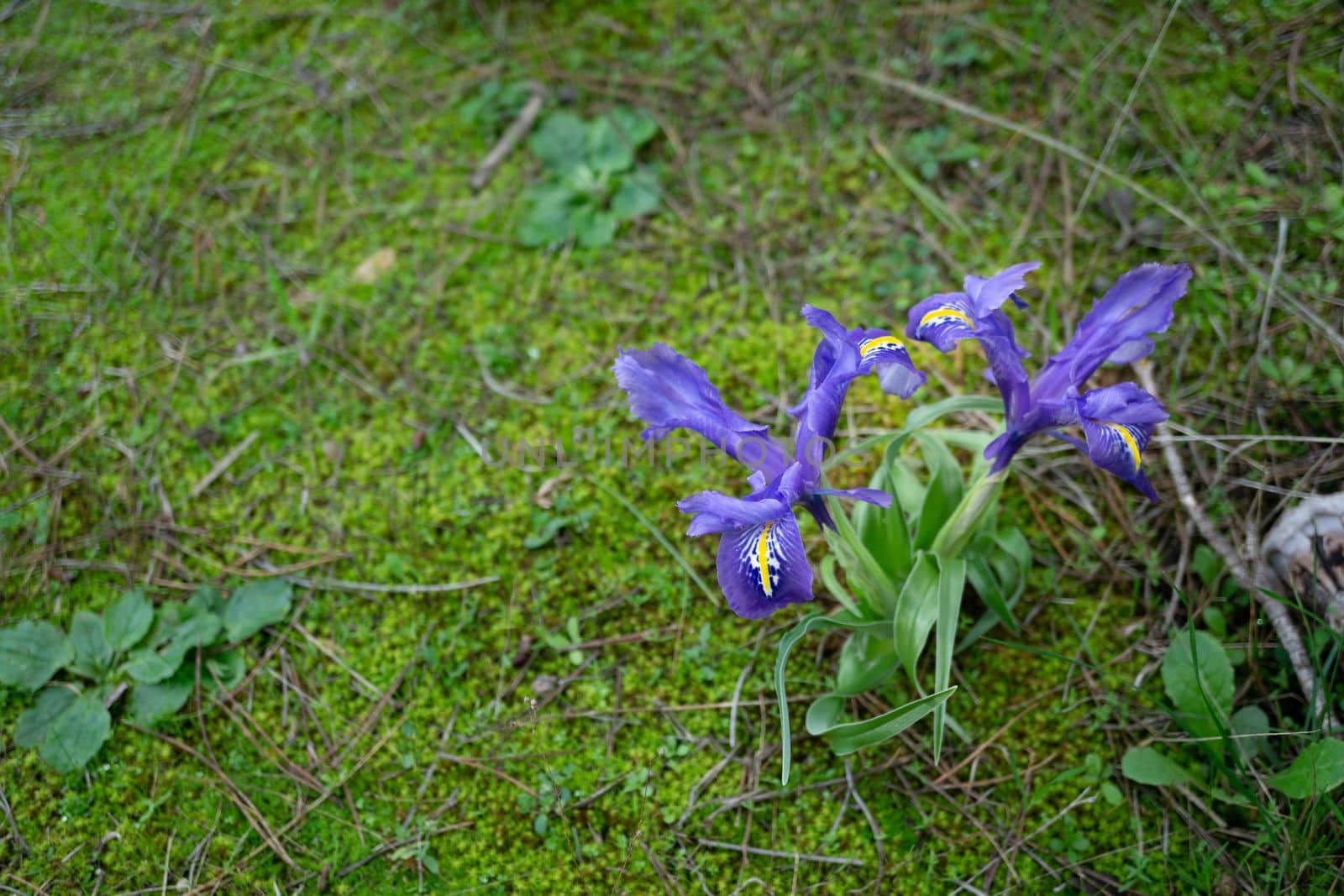 close-up of a winter lily, Iris planifolia,