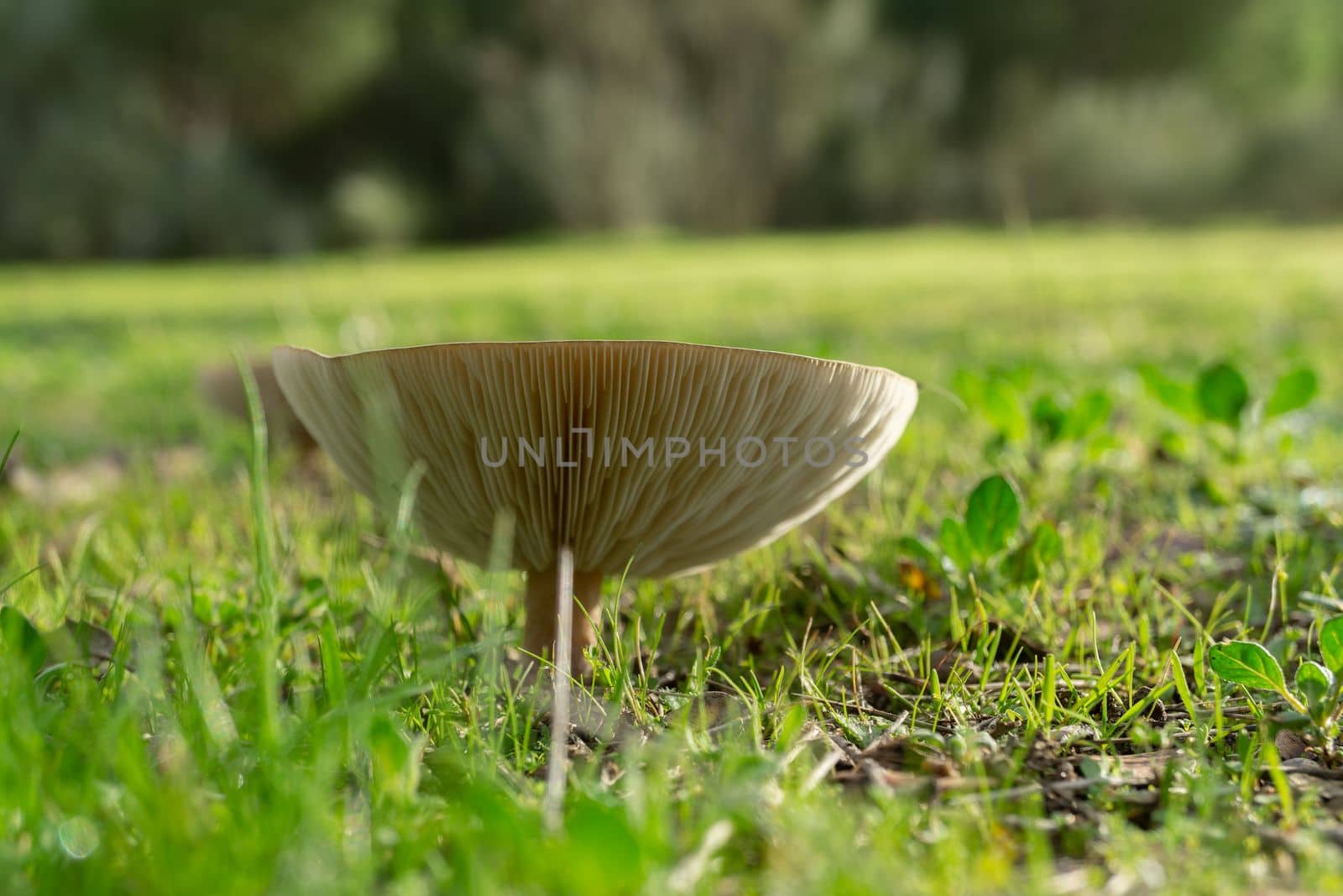 close-up of mushroom, Amanita rubescens, in a green meadow illuminated by sunlight