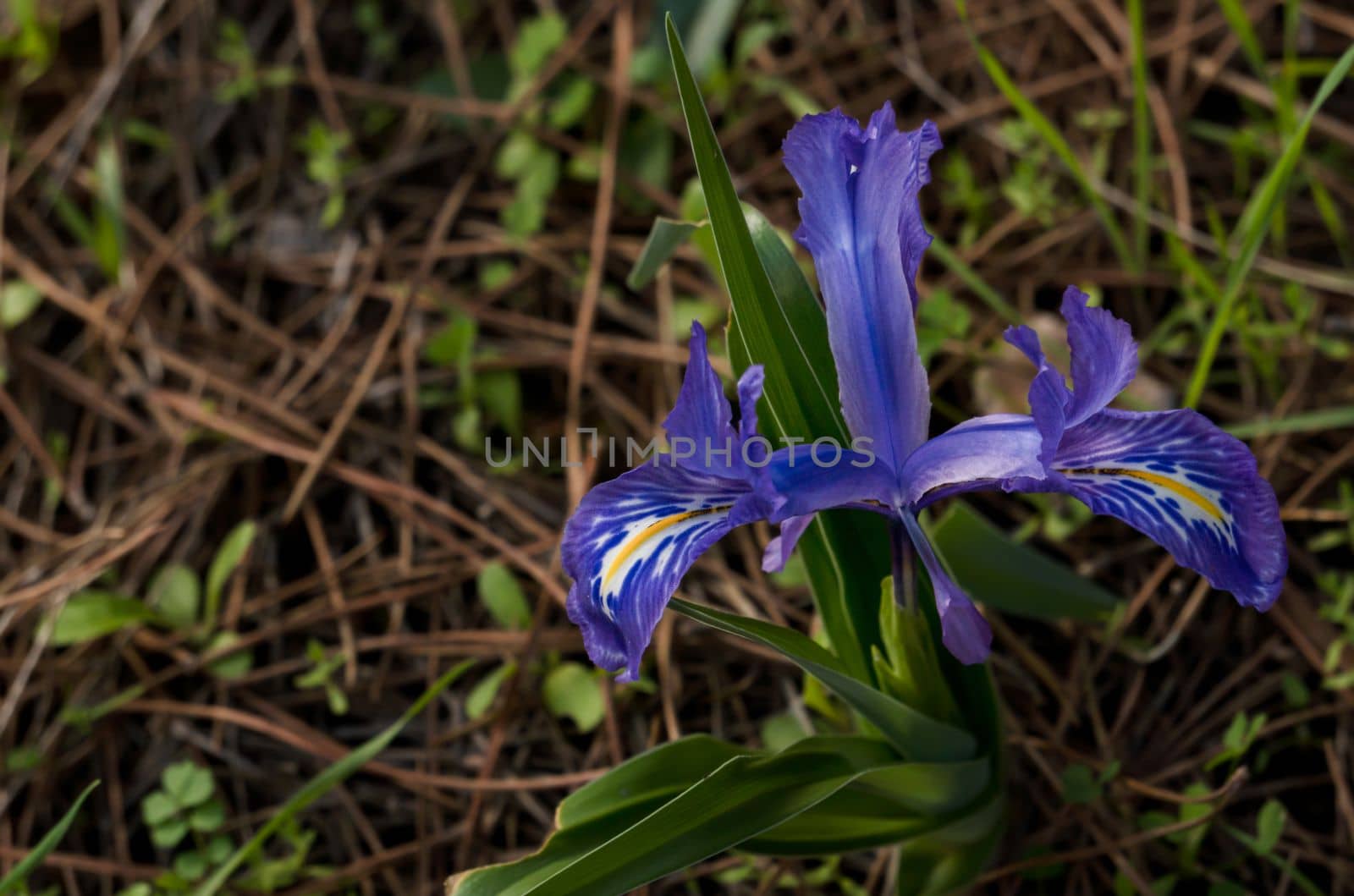 winter lily, Iris planifolia, by joseantona