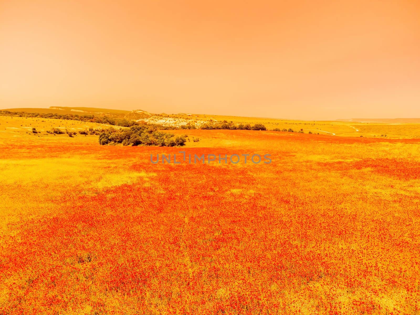 Large Field with red poppies and green grass at sunset. Beautiful field scarlet poppies flowers with selective focus. Red poppies in soft light. Glade of red poppies. Soft focus blur. Papaver sp