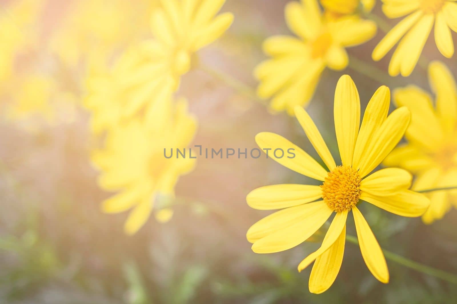 Spring background with beautiful yellow flowers. Copy space