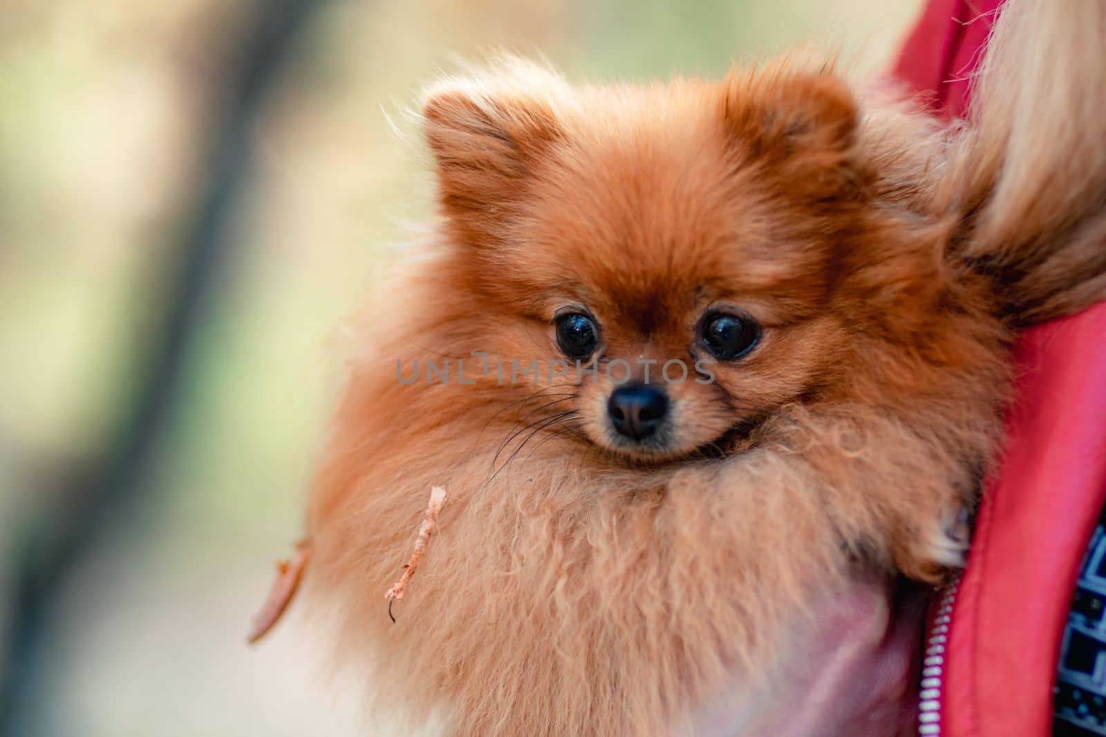 Pomeranian holding hands. A young woman holds a Pomeranian mini-pomeranian in her arms while walking through an autumn park. A woman wearing a red jacket and a black T-shirt. by Matiunina