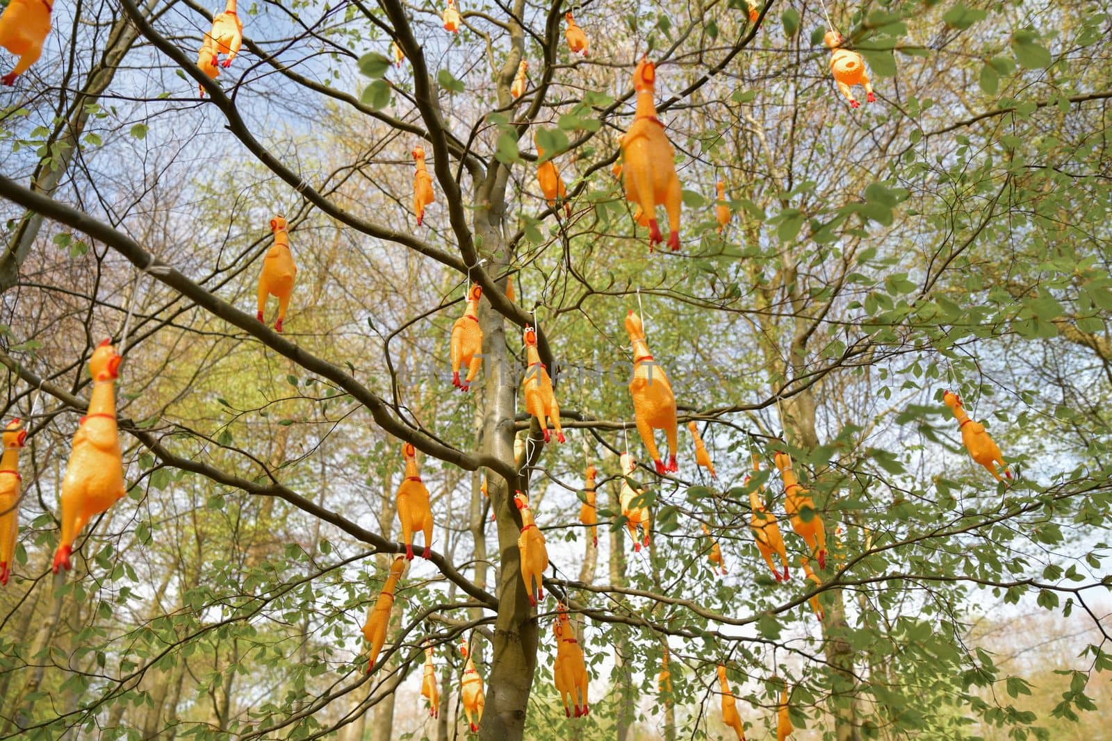 Hanging fake chicken on the trees