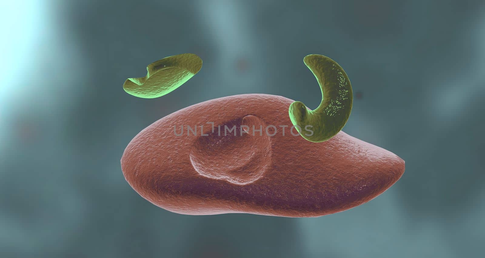 Enzymes are proteins that act as biological catalysts by accelerating chemical reactions.