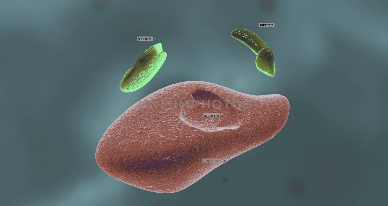 Enzymes are proteins that act as biological catalysts by accelerating chemical reactions.