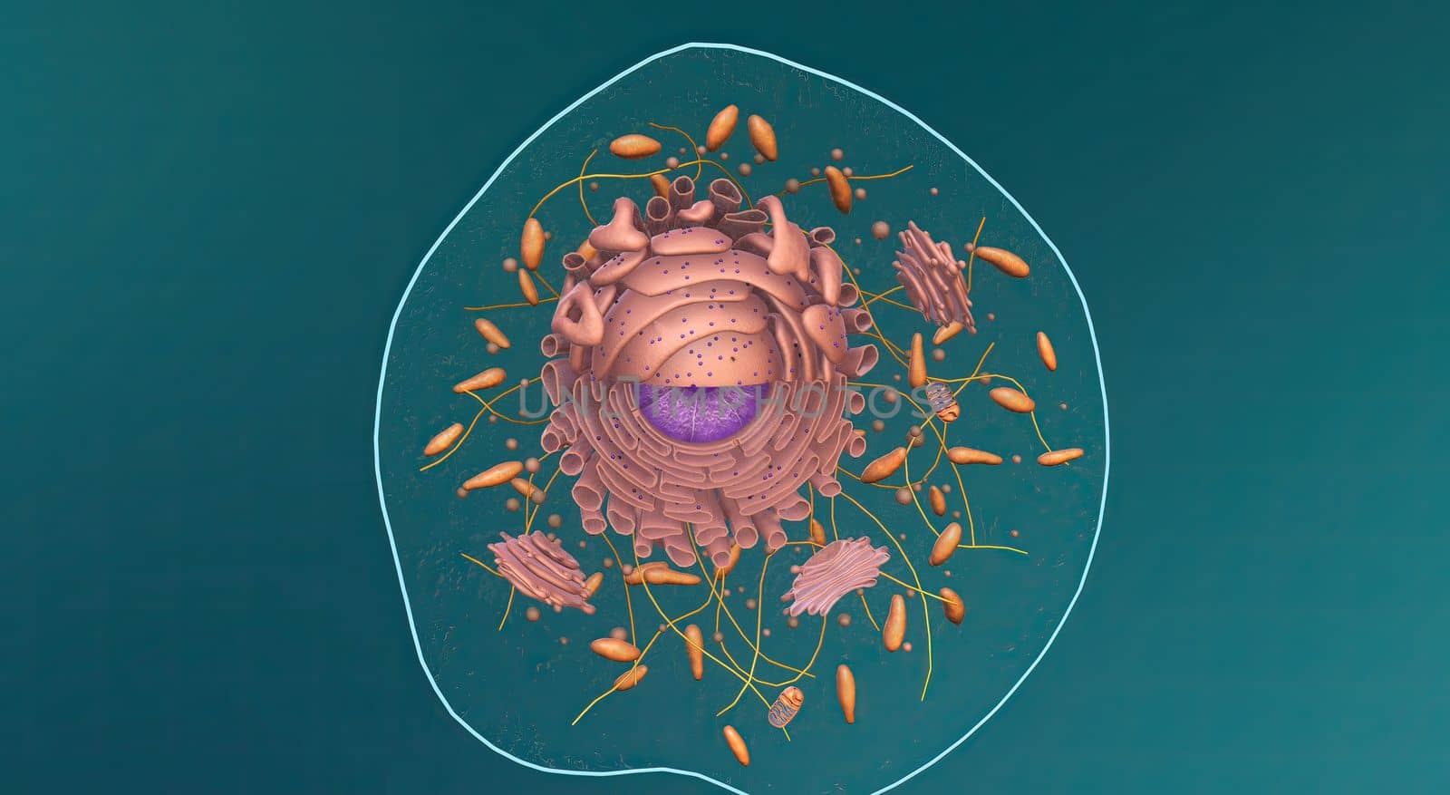 Eukaryote, any cell or organism that possesses a clearly defined nucleus.