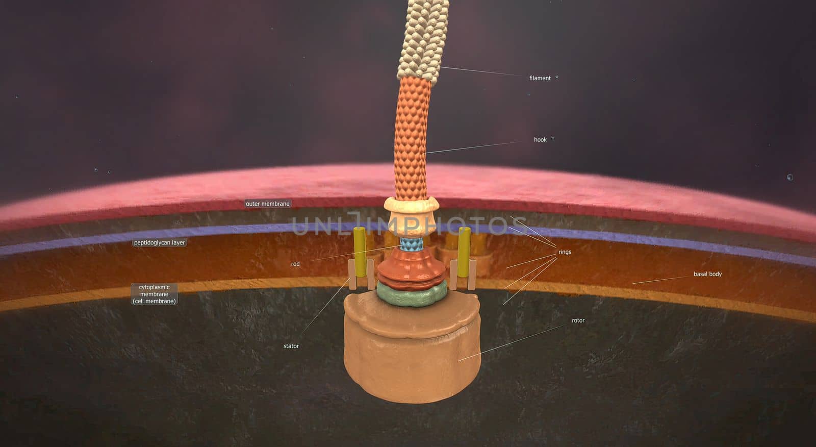 Most members of the Enterobacteriaceae are motile by way of flagella, often emanating from all sides of the organism. 3D illustration