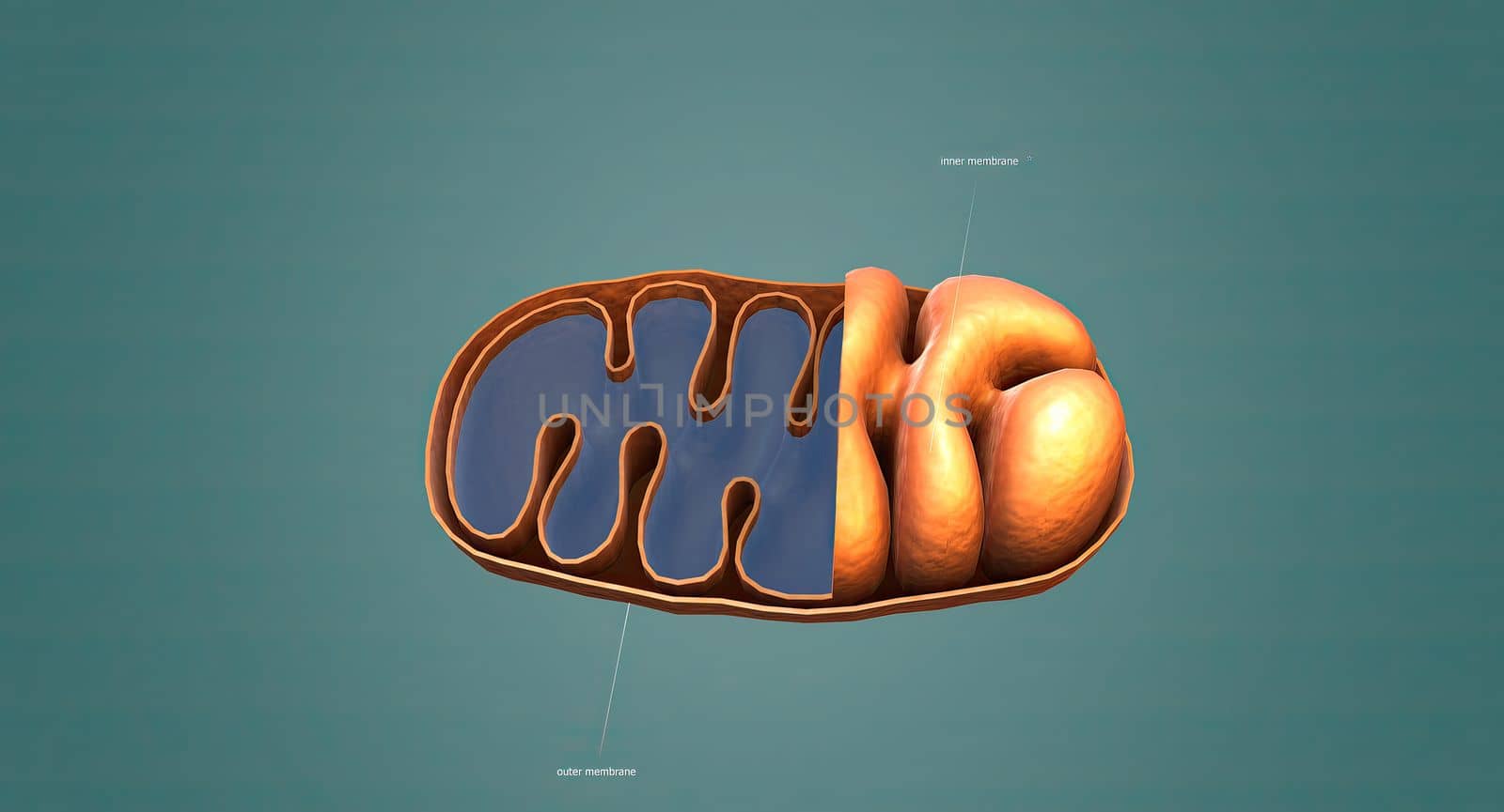 Mitochondria an organelle found in the cells of most Eukaryotes, such as animals, plants and fungi.