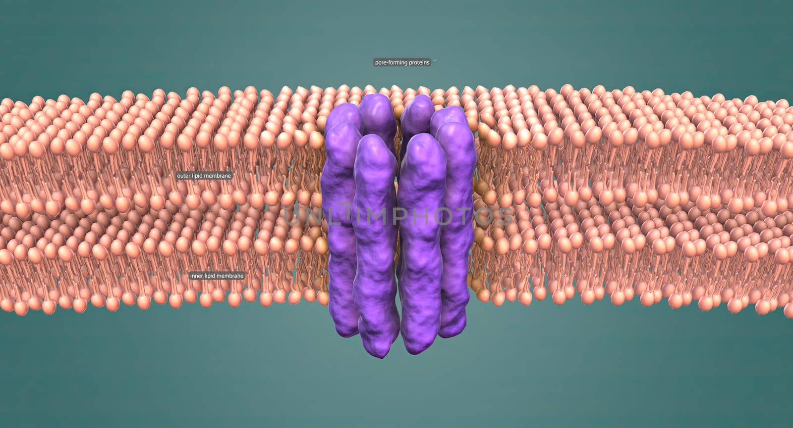 The nuclear membrane is a double layer that encloses the cell's nucleus, where the chromosomes reside. by creativepic