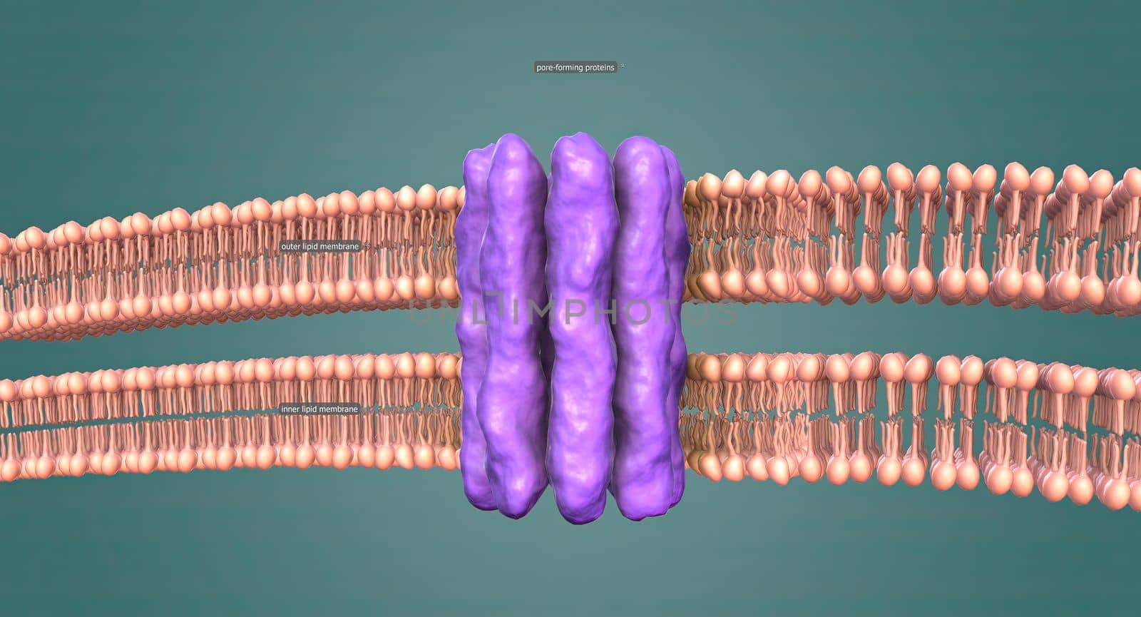 The nuclear membrane is a double layer that encloses the cell's nucleus, where the chromosomes reside. by creativepic