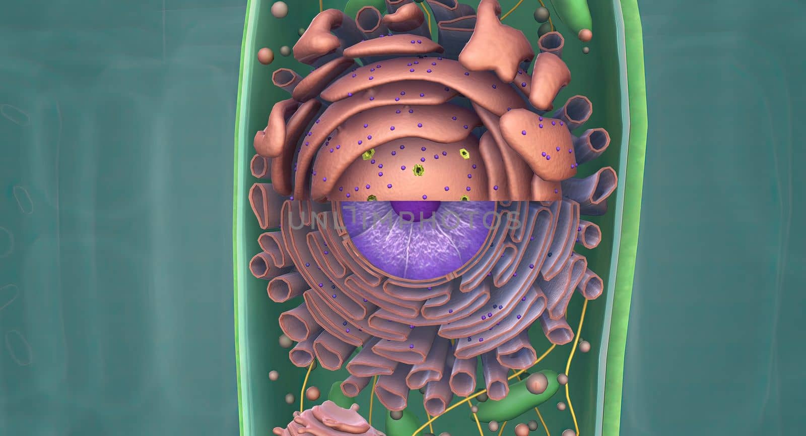 The Golgi complex is an organelle found in most eukaryotic cells.
