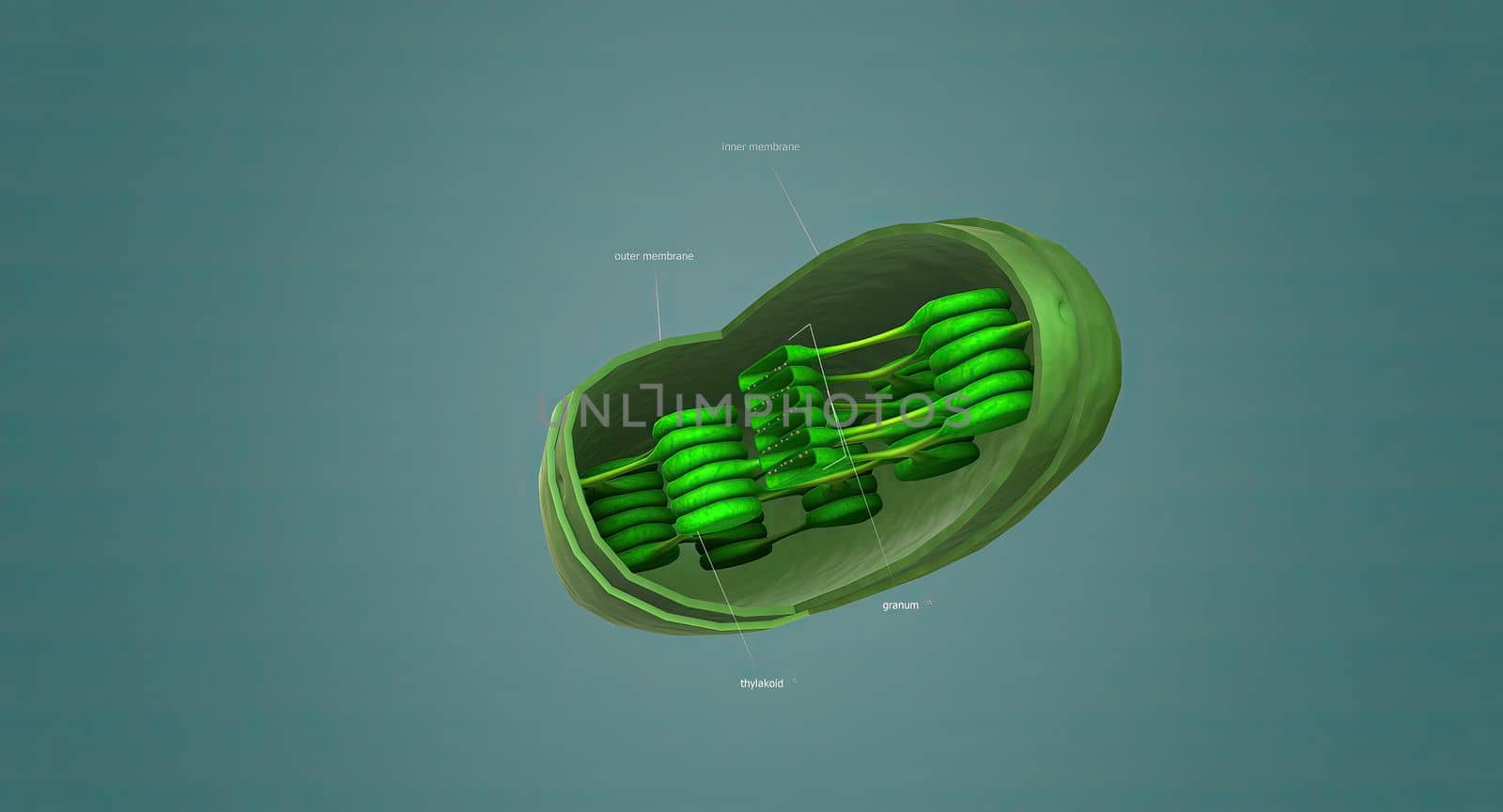 Mitochondria an organelle found in the cells of most Eukaryotes, such as animals, plants and fungi.