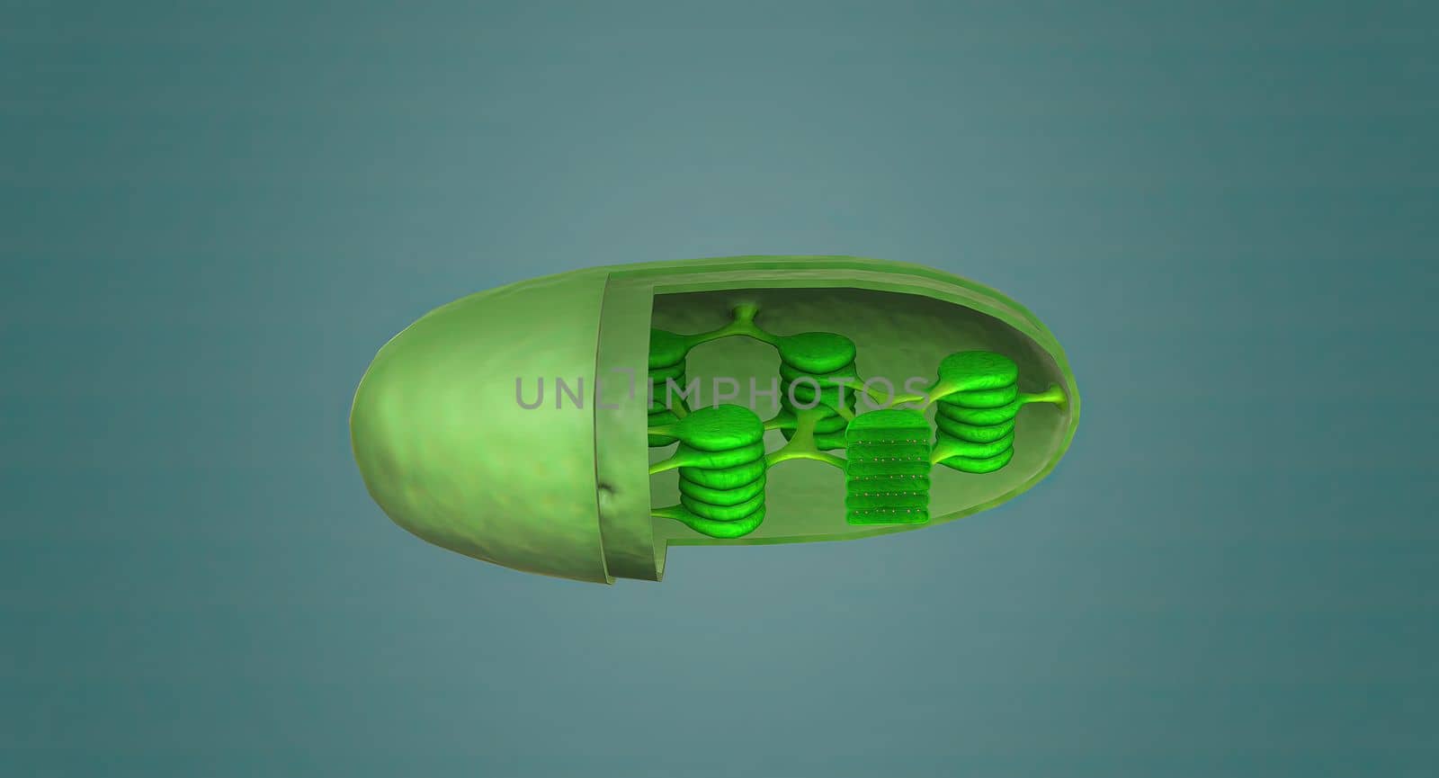 Mitochondria an organelle found in the cells of most Eukaryotes, such as animals, plants and fungi.