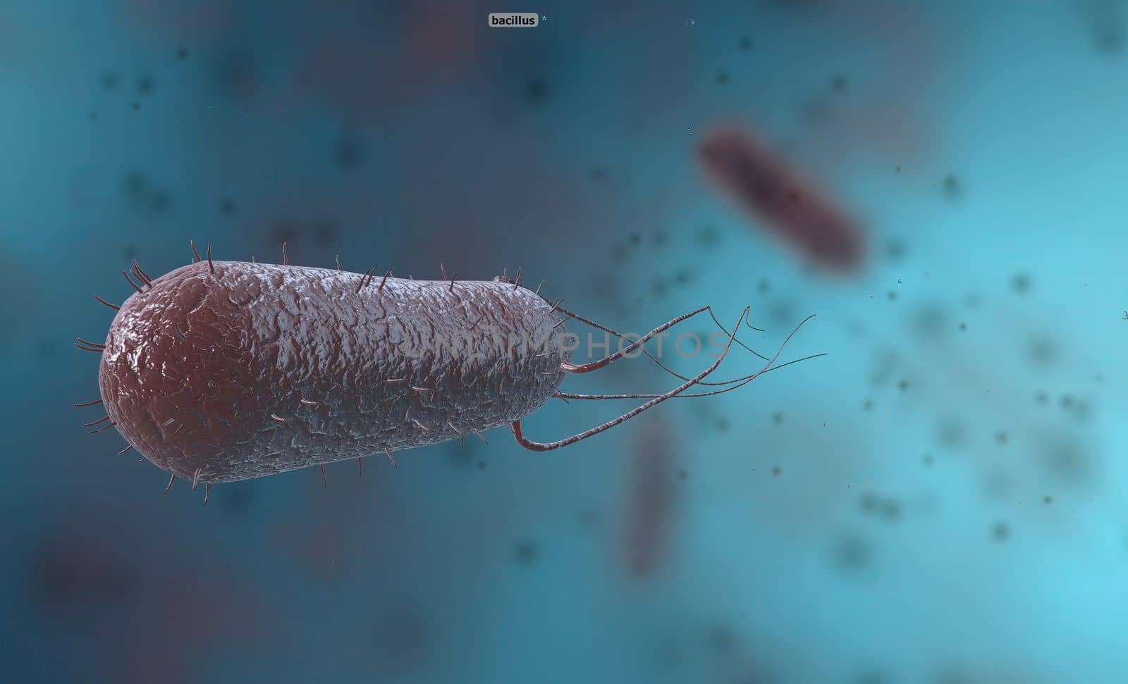 Bacillus is a gram-positive and spore-forming bacterium in the form of rods or rods. by creativepic