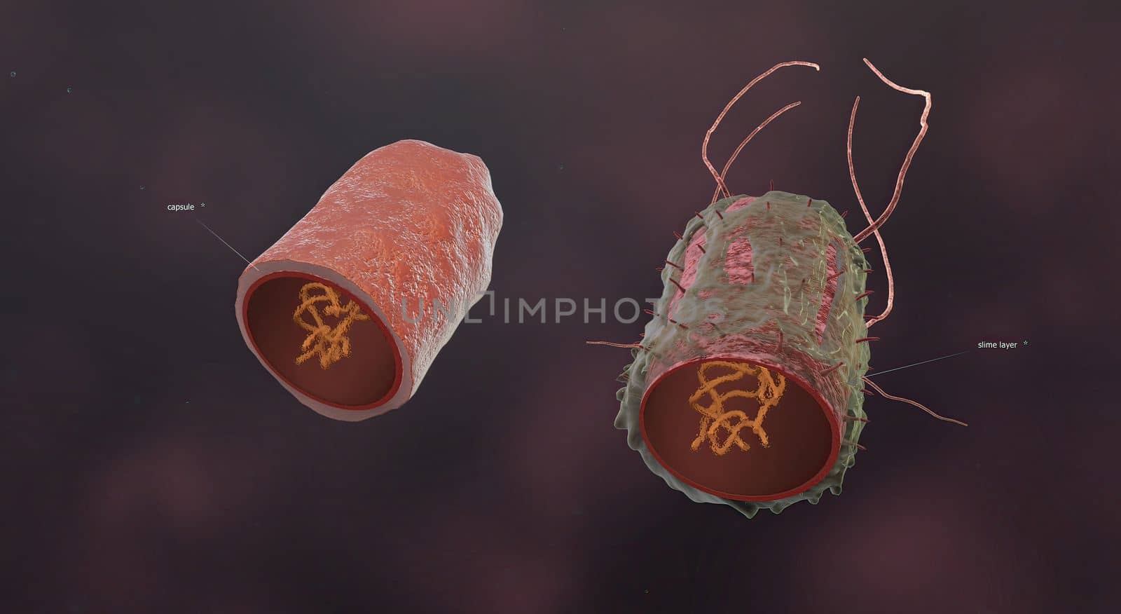 Bacteria are microscopic, single-celled organisms that exist in their millions, in every environment, both inside and outside other organisms. 3D illustration