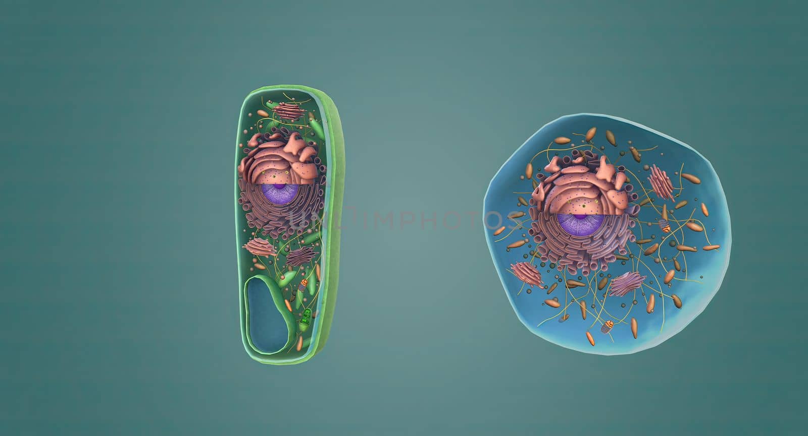 The structure of Plant and Animal Cells by creativepic