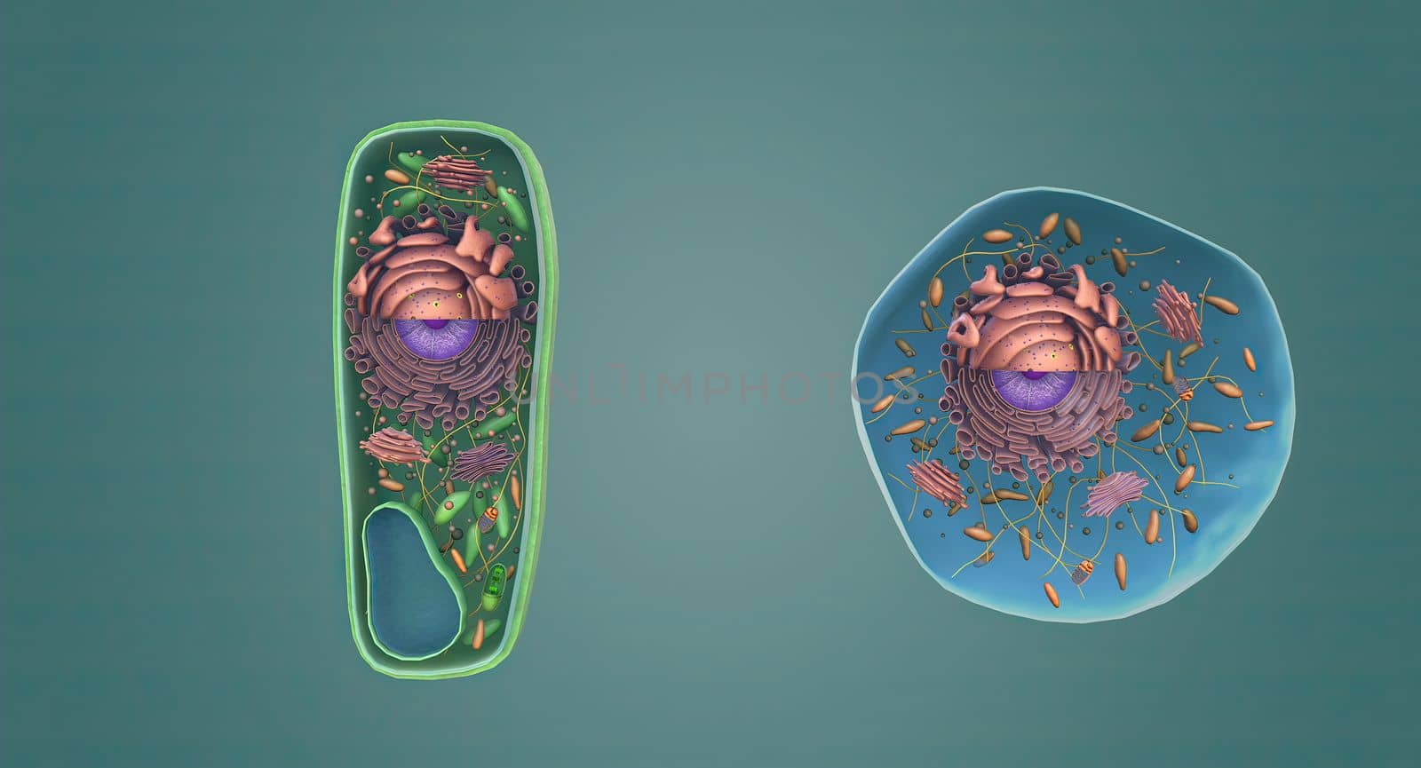 The structure of Plant and Animal Cells by creativepic
