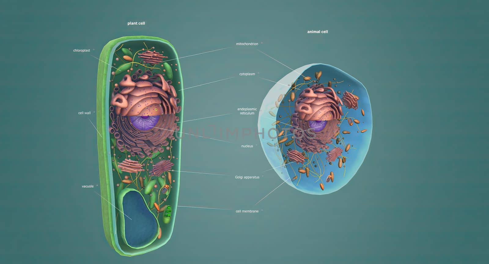 The structure of Plant and Animal Cells by creativepic