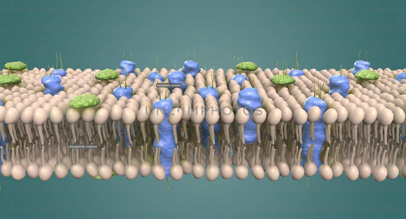 The cell membrane is the thin membrane that surrounds the cell and separates the cell from its surroundings.