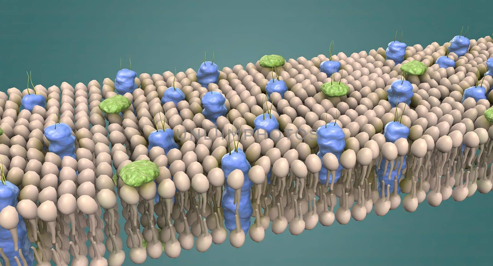 The cell membrane is the thin membrane that surrounds the cell and separates the cell from its surroundings.