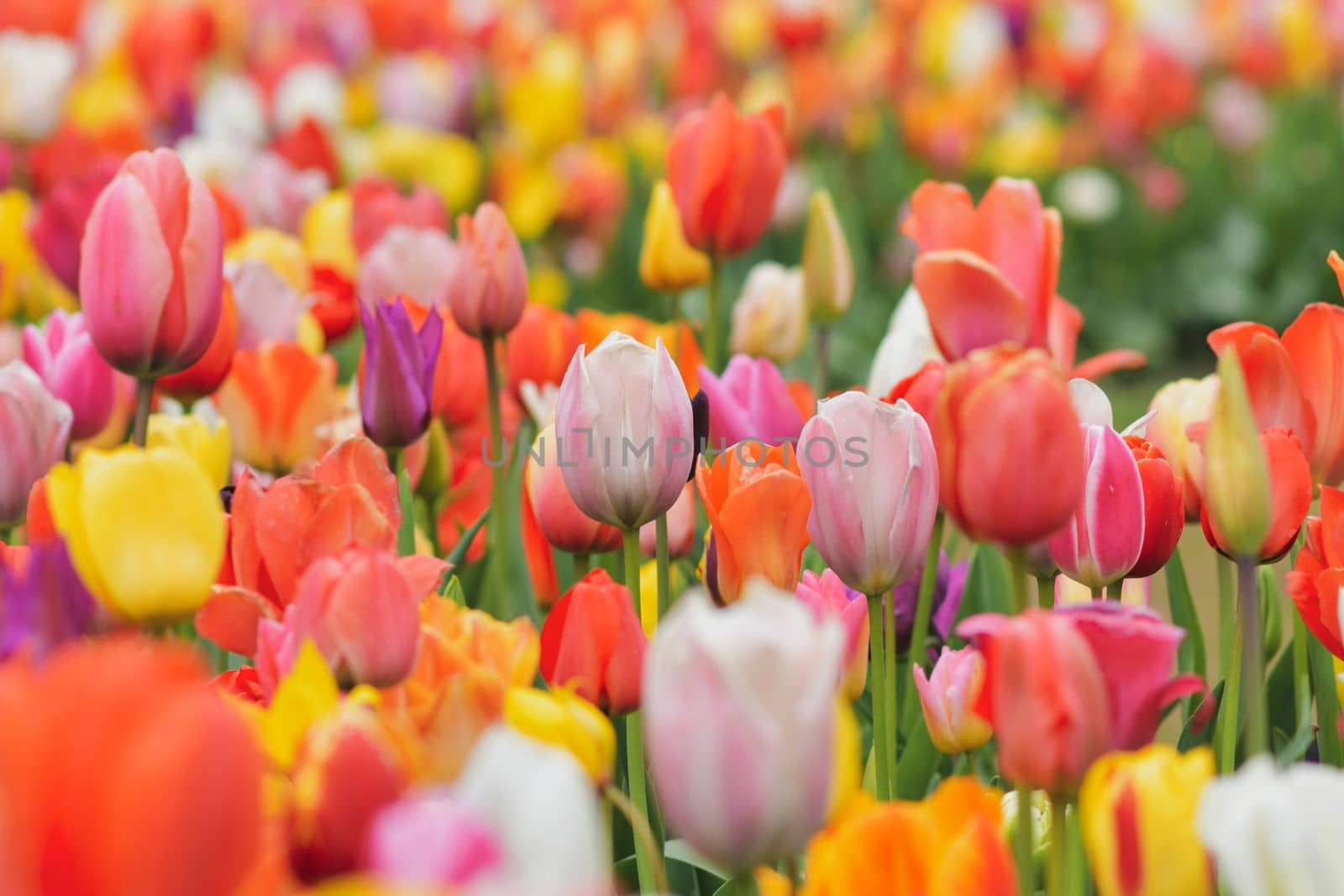 Multicolored tulip background in a park of Holland
