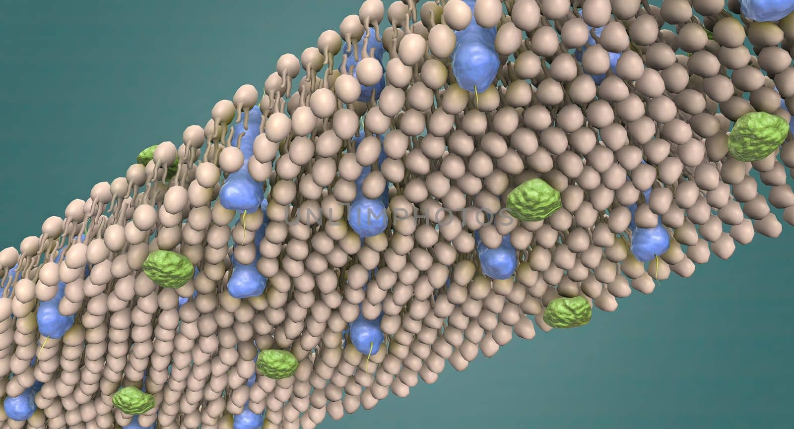 The cell membrane is the thin membrane that surrounds the cell and separates the cell from its surroundings.