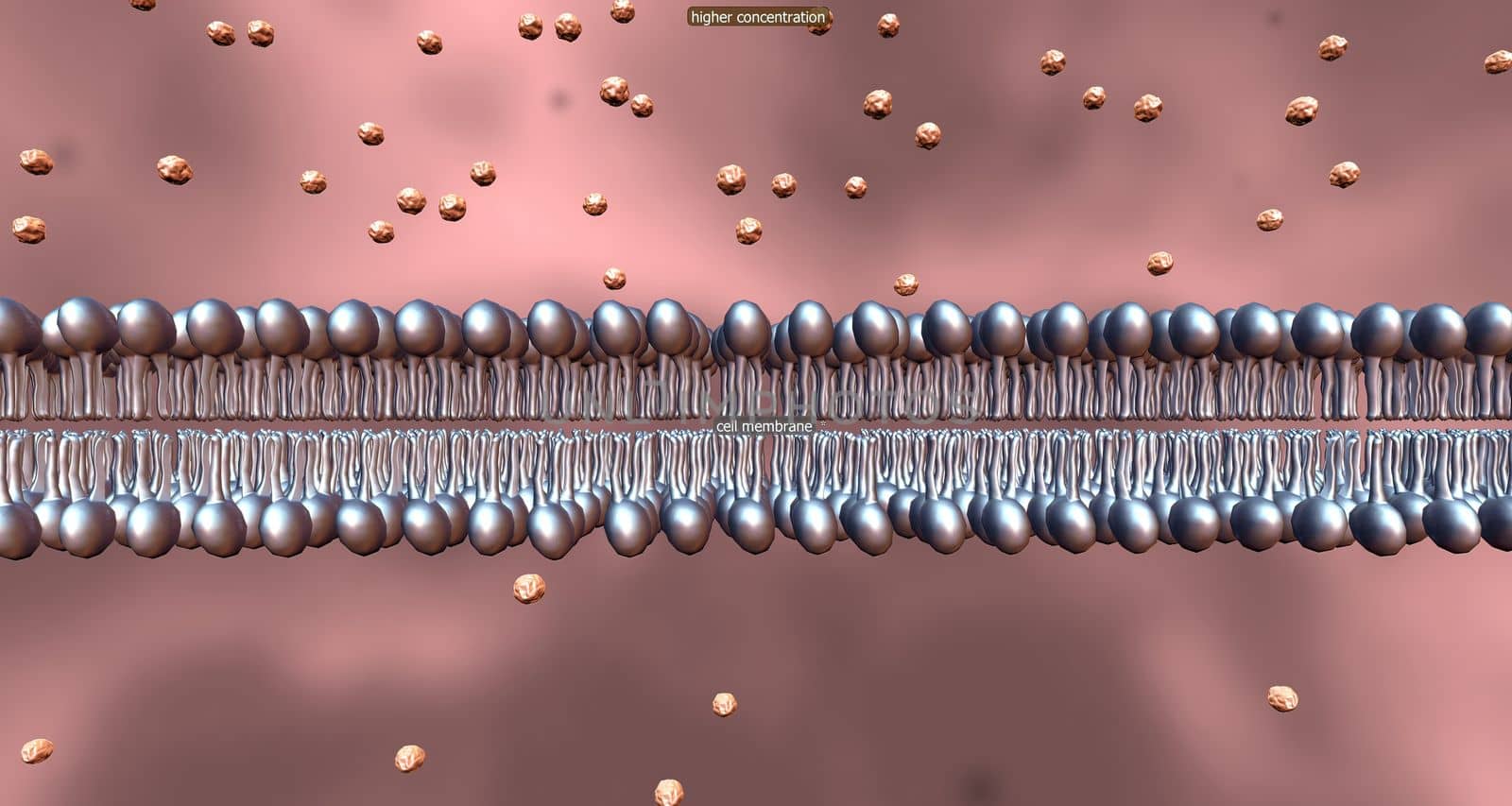 Cell transport refers to the movement of substances across the cell membrane. by creativepic