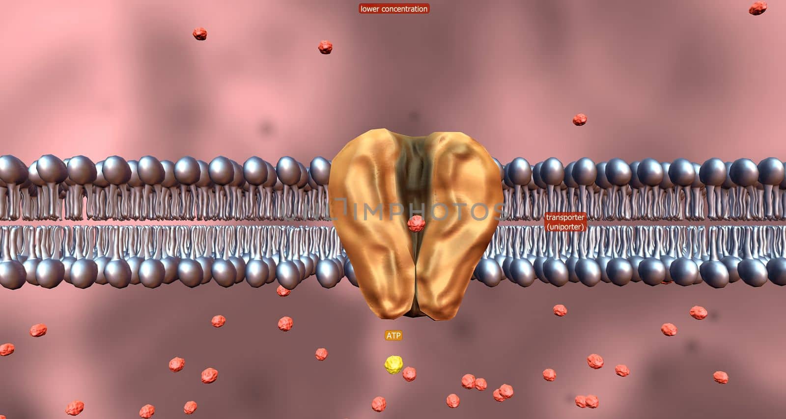 Probably the most important feature of a cell's phospholipid membranes is that they are selectively permeable. 3D illustration