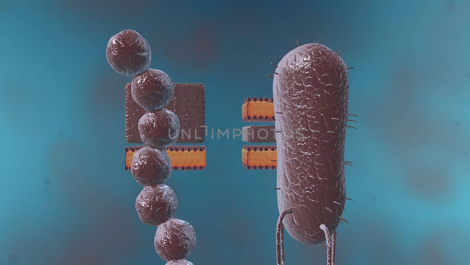 In cell biology, mitosis is a part of the cell cycle in which replicated chromosomes are separated into two new nuclei. 3D illustration by creativepic